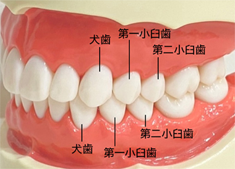 奥歯（臼歯）とは