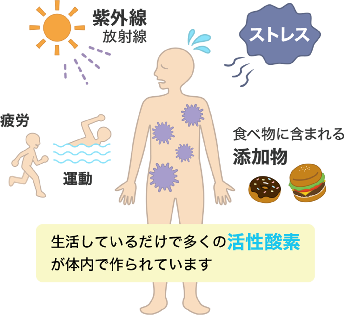「紫外線、放射線／ストレス／疲労、運動／食べ物に含まれる添加物」生活しているだけで多くの活性酸素が体内で作られています