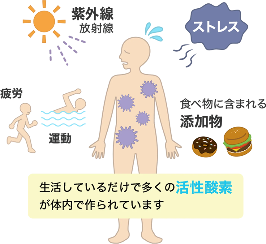 「紫外線、放射線／ストレス／疲労、運動／食べ物に含まれる添加物」生活しているだけで多くの活性酸素が体内で作られています